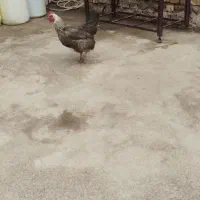 یک عدد مرغ تخمگذار