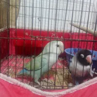 طوطی برزیلی یک جفت|پرنده|بندر امام خمینی, |دیوار