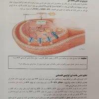 کتاب جزوه کنکور ۱۴۰۵ حنیف عظیمی تاملند رنگی سیاه|کتاب و مجله آموزشی|تهران, فلسطین (میدان انقلاب)|دیوار