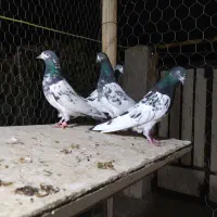 کبوتر تیدی پاکستانی|پرنده|شاهین‌شهر, شهرک سایت|دیوار