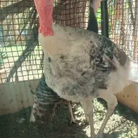 دو عدد بوقلمون نر و ماده