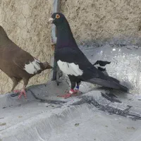 جفت سرک سیاه