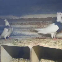 کبوتر طوقی