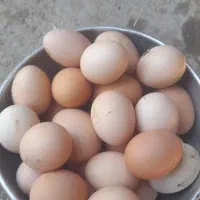 غاز زنده ، اردک زنده  و تخم مرغ محلی تازه