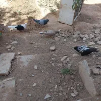 کبوتر ارزان‌تر ازهمه|پرنده|اسفراین, |دیوار