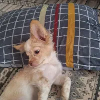 سگ مالتیز واگذاری