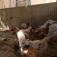 جوجه گلین