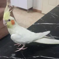 عروس هلندی  ماده
