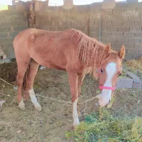 اسب اروم 3سال