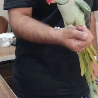 شاه طوطی نر (صاف و یکدست)