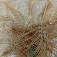 گندم بذری پیشگام بوجاری شوده|گل و گیاه طبیعی|سجاس رود, |دیوار