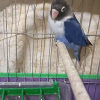 طوطی کوتوله برزیلی فیشر آبی کاربنی( نر )یا بنفش|پرنده|کرمان, |دیوار