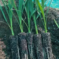 نخل مجول مراکشی اصل|خدمات باغبانی و درختکاری|سراوان, |دیوار