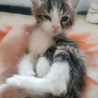 واگذاری بچه گربه