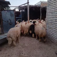 بره|حیوانات مزرعه|دشت عباس, |دیوار
