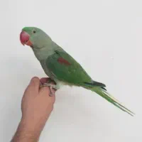 جوجه شاه طوطی دست آموز و اهلی ۳ماهه|پرنده|نقده, |دیوار