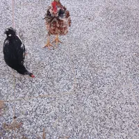 دو عدد جوجه خروس گلین آوازخوان