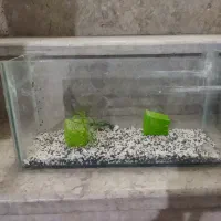 آکواریوم|ماهی|قوچان, |دیوار