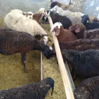 میش بره دار|حیوانات مزرعه|خنداب, |دیوار