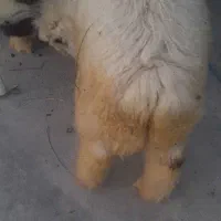بره پروار