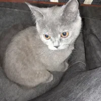 بچه گربه بریتیش