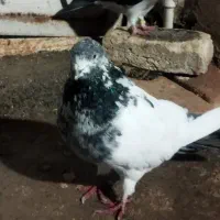 کفتر|پرنده|کوهدشت, |دیوار