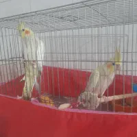 یک جفت عروس هلندی|پرنده|ری, صالح‌آباد شرقی|دیوار