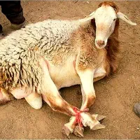 توجه*طرح مصرف خانوار*۳۰٪تخفیف گوسفند زنده بشرط