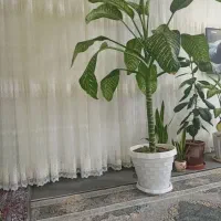 دوعددگل بزرگ.