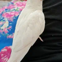 معاوضه با کوتوله دستی