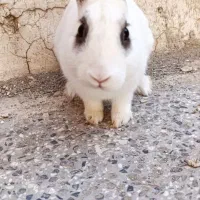 خرگوش باهوش