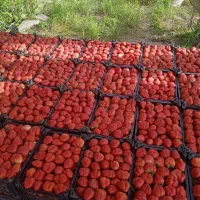 نشاء توتفرنگی ریشە لخت پاروس و نهال انگور|خدمات باغبانی و درختکاری|مریوان, |دیوار