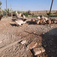 سلام. تعداد ۱۶عدد مرغ وخروس،۲تا خروس لاری،۸تا جوجه