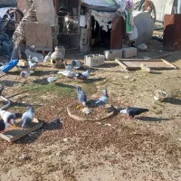 همه پلاکی خوب