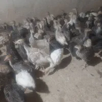 جوجه بوقلمون محلی