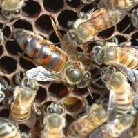 ملکه زنبور عسل. دره شهر