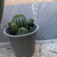 کاکتوس توپی