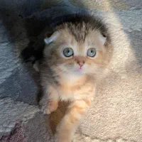 اسکاتیش ماربل گلد