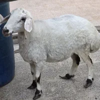 گوسفند میش سوران