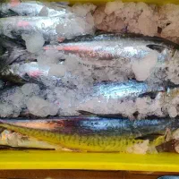 سلام ماهی تازه رسید تاریخ ۱۵و۸|ماهی|یزد, |دیوار