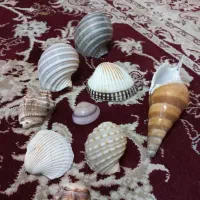 صدف تزئینی جنوب اصل