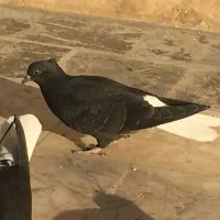 کفتر زاغ دم سفید