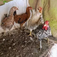 فروش نیمچه مرغ و خروس زینتی پاکر بوشهری و سبرایت|حیوانات مزرعه|کازرون, |دیوار