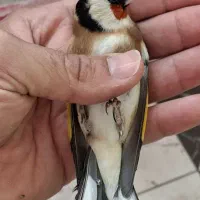 سهره حلب.چهارگل.شهرستانم قابل ارسال|پرنده|کرمانشاه, |دیوار