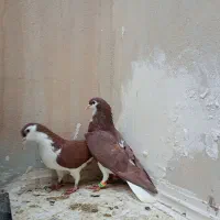 چند جفت حیوون فوق العاده عتیقه|پرنده|مه ولات, |دیوار