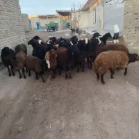 بره نر کشتاری