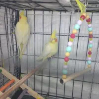 عروس هلندی زعفرانی