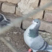 بدرنگ نر لول|پرنده|باغ بهادران, |دیوار