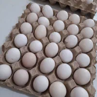 تخم مرغ شهری