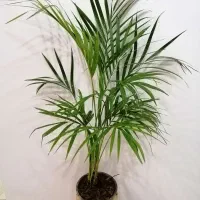 گل  و گیاه آپارتمانی